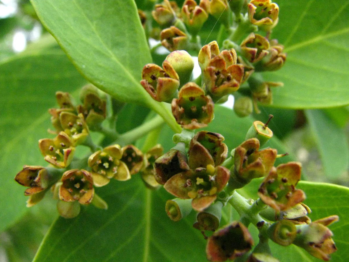 Hawaiian Sandalwood