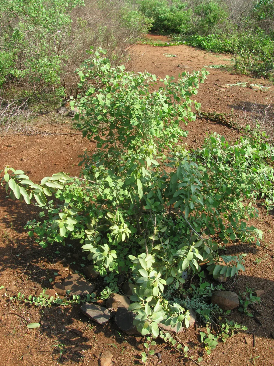 Coastal Sandalwood