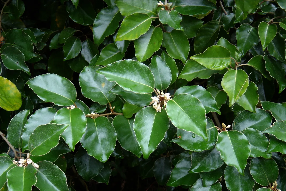 Oleaster (Elaeagnus macrophylla)