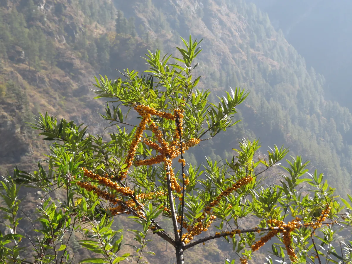 Willowleaf Sea Buckthorn