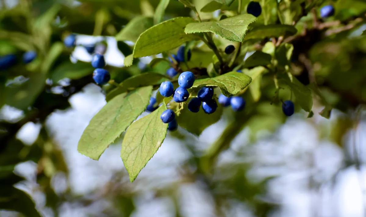 Sweetleaf Bush