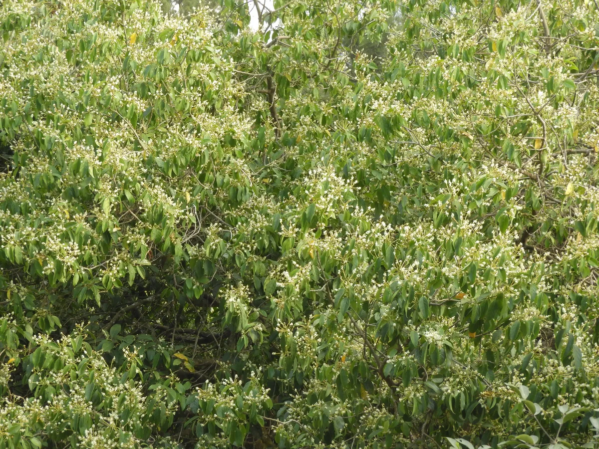Blueberry Sweetleaf (Symplocos cochinchinensis)