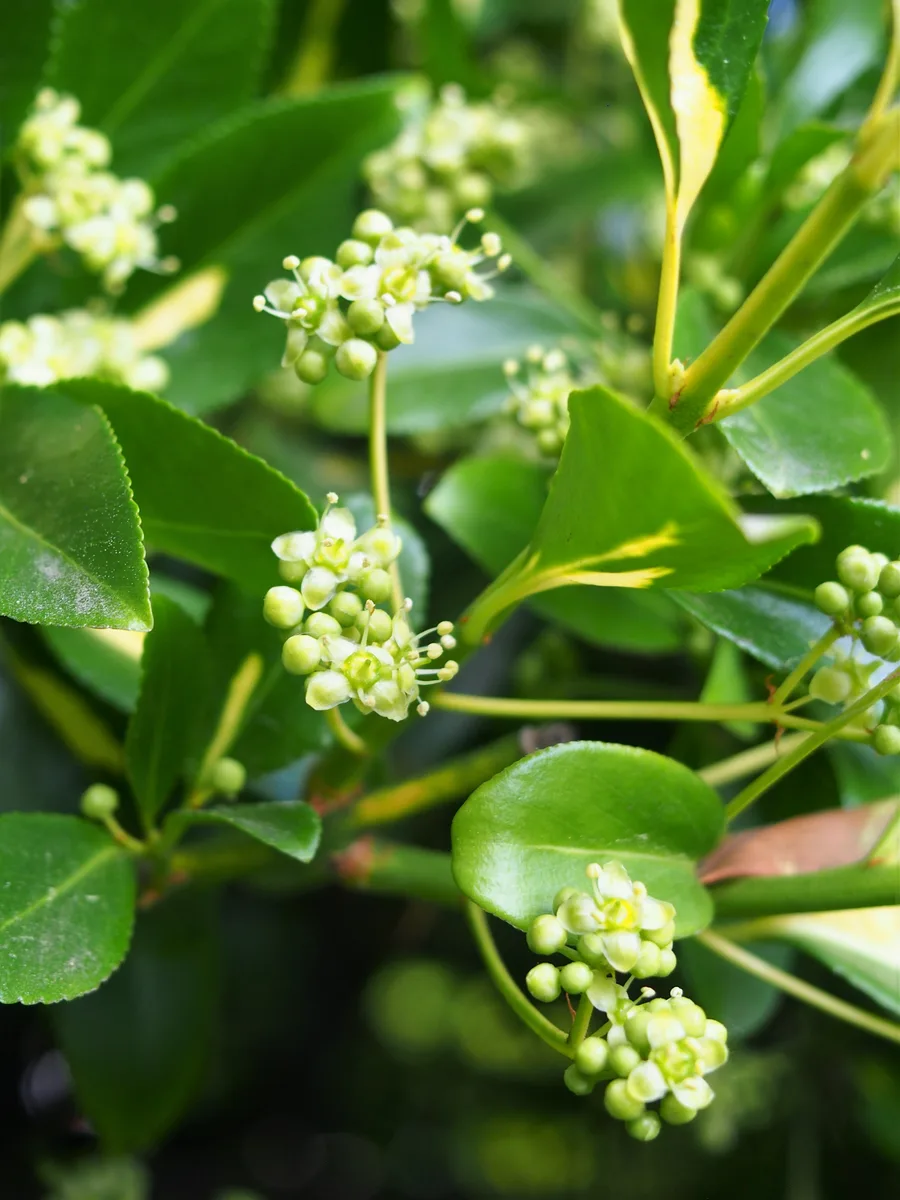 Wintercreeper (Euonymus fortunei)