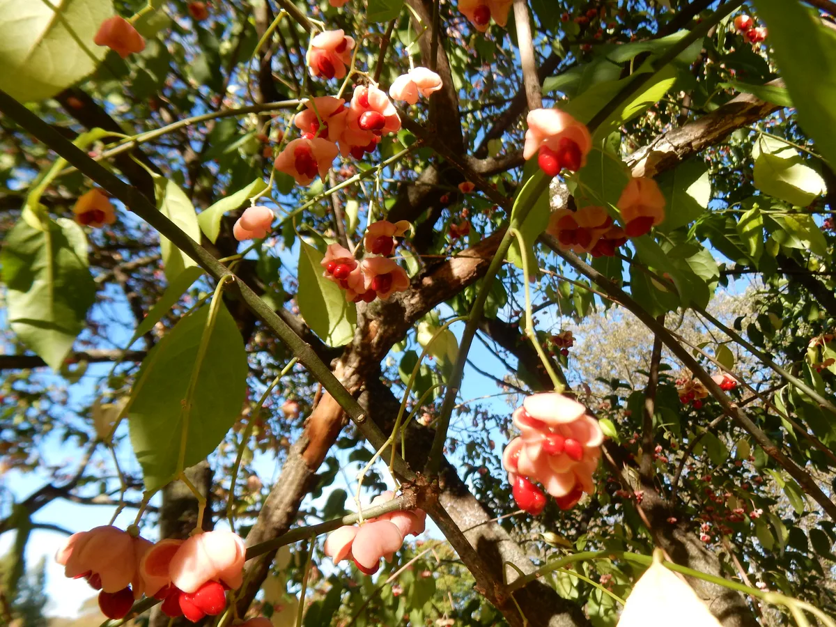 Hamilton Spindle (Euonymus hamiltonianus)