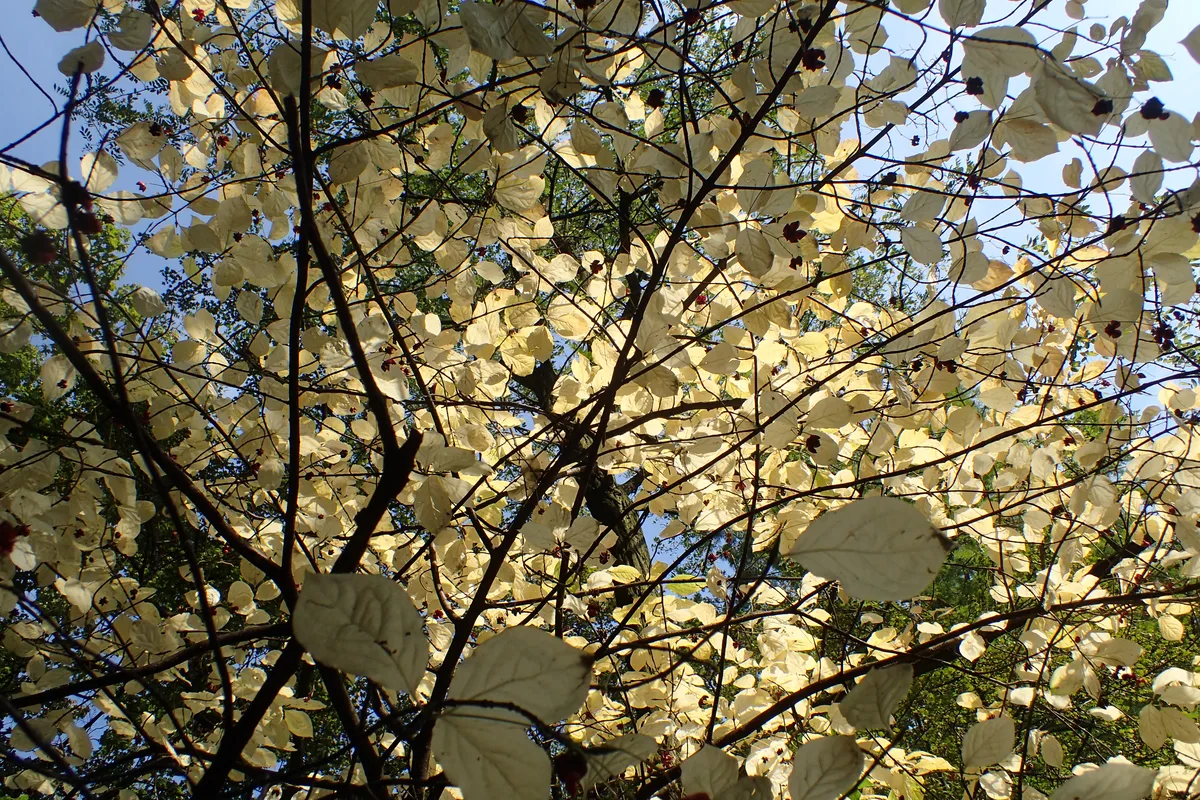Broadleaf Spindle (Euonymus latifolius)
