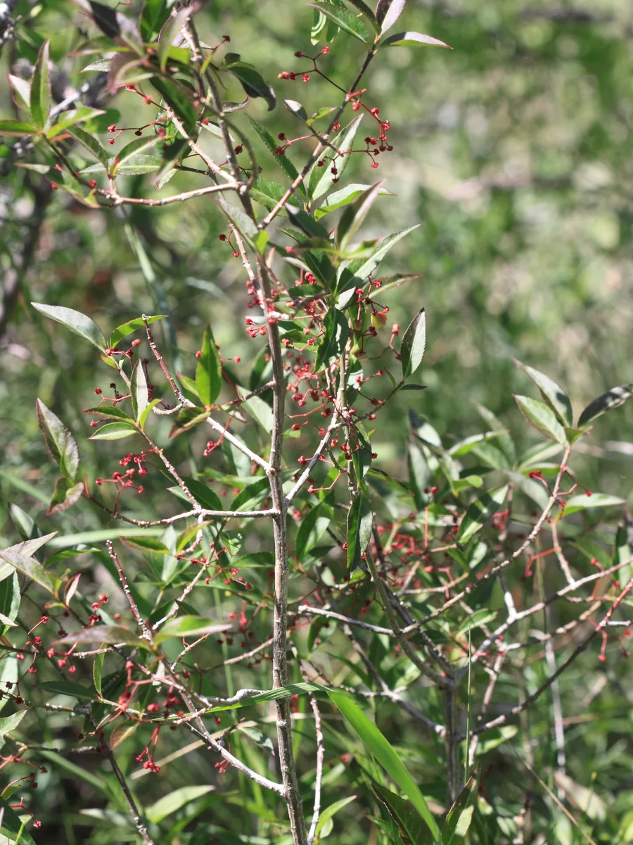 Turkestan Spindle (Euonymus semenovii)