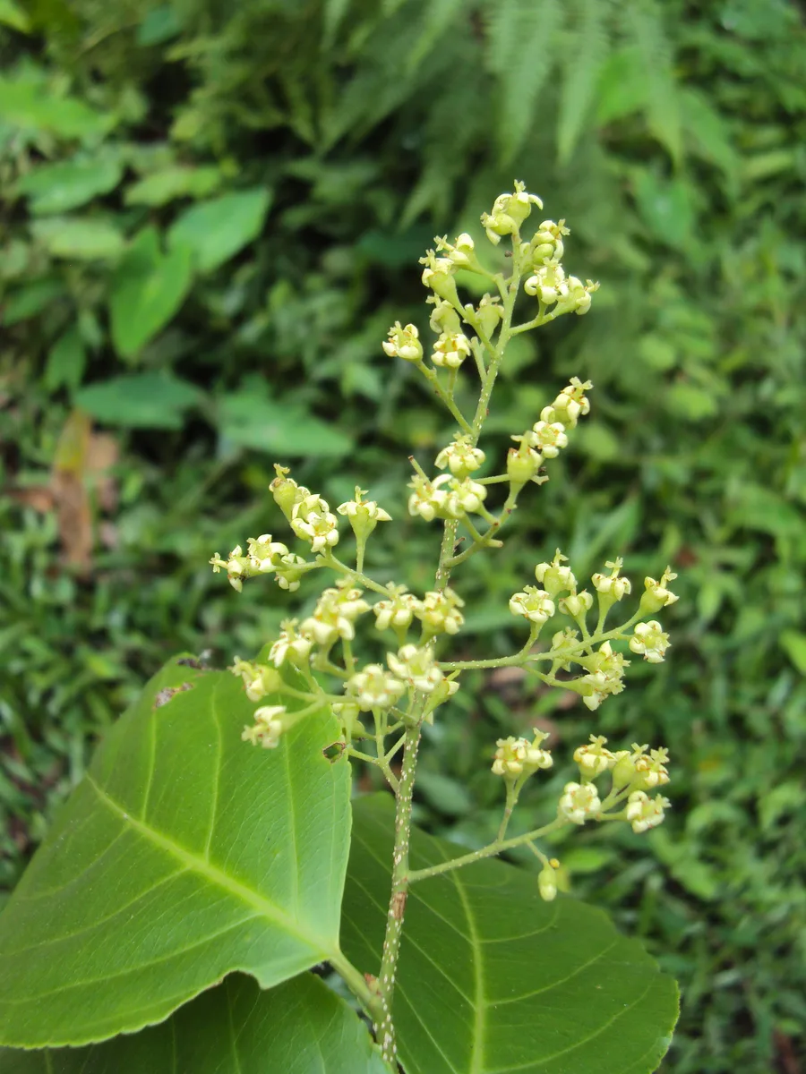 Indian Staff Tree