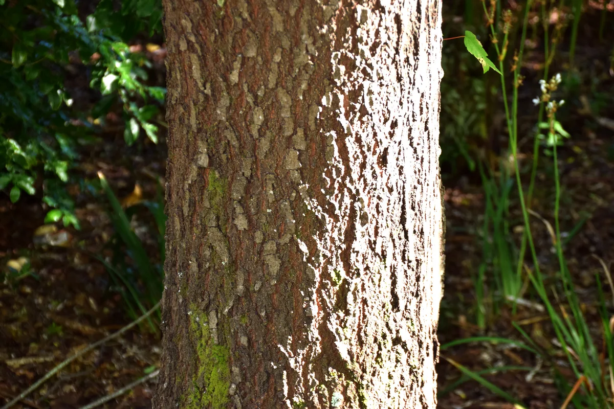 Mayten Tree (Maytenus boaria)