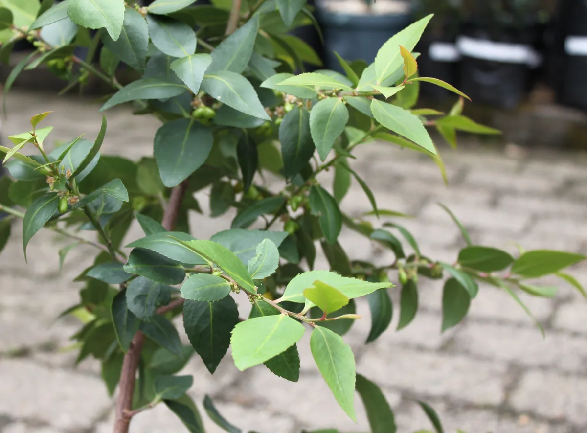 Cape Mayten (Maytenus acuminata)