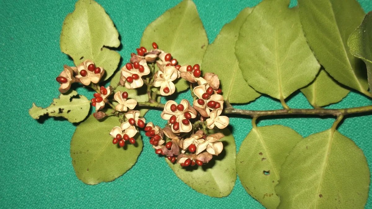 Ceylon Mayten (Maytenus emarginata)