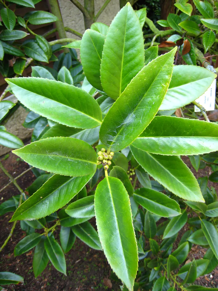 Lusterleaf Holly (Ilex latifolia)