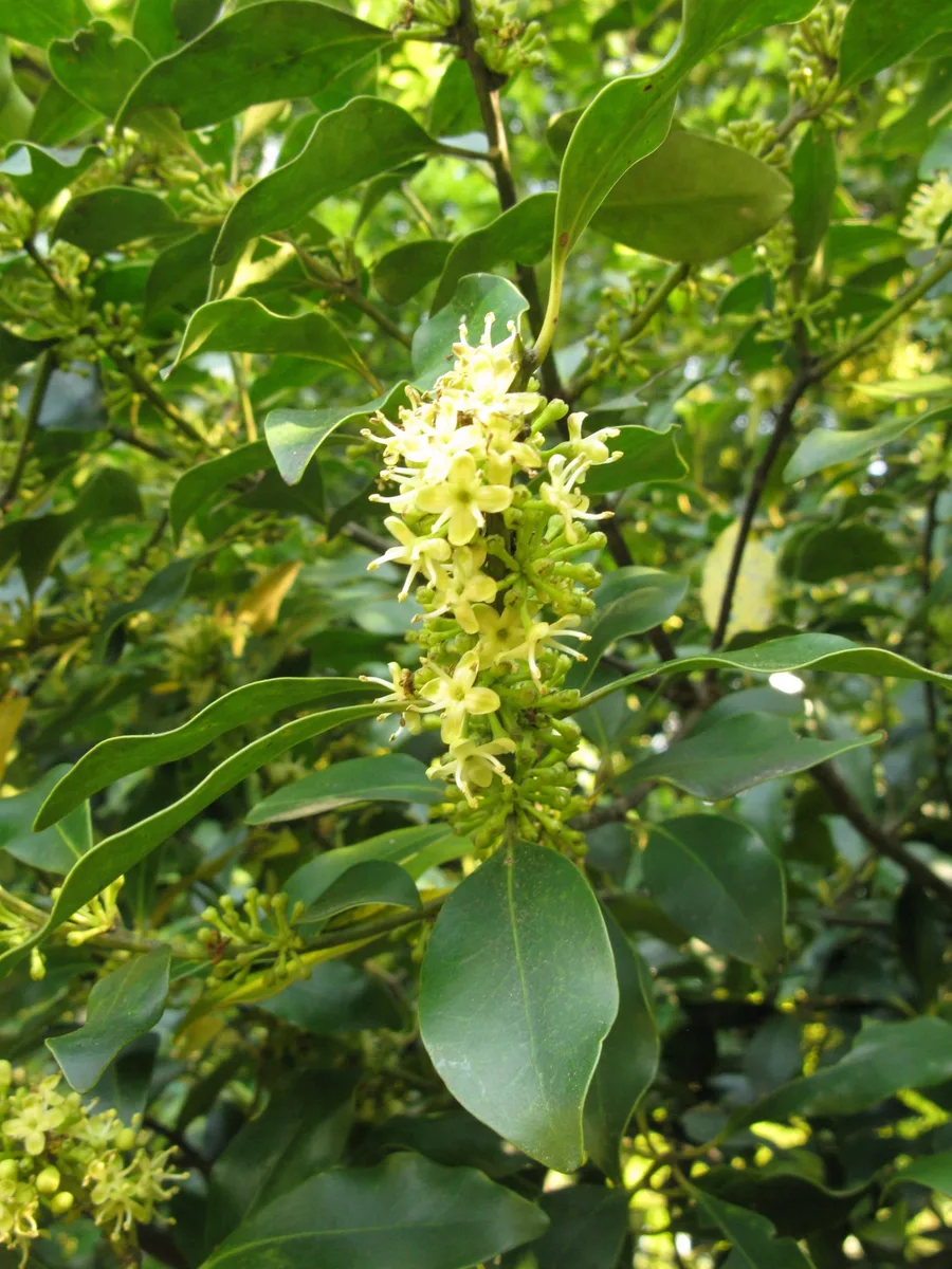 Tarajo Holly (Ilex integra)