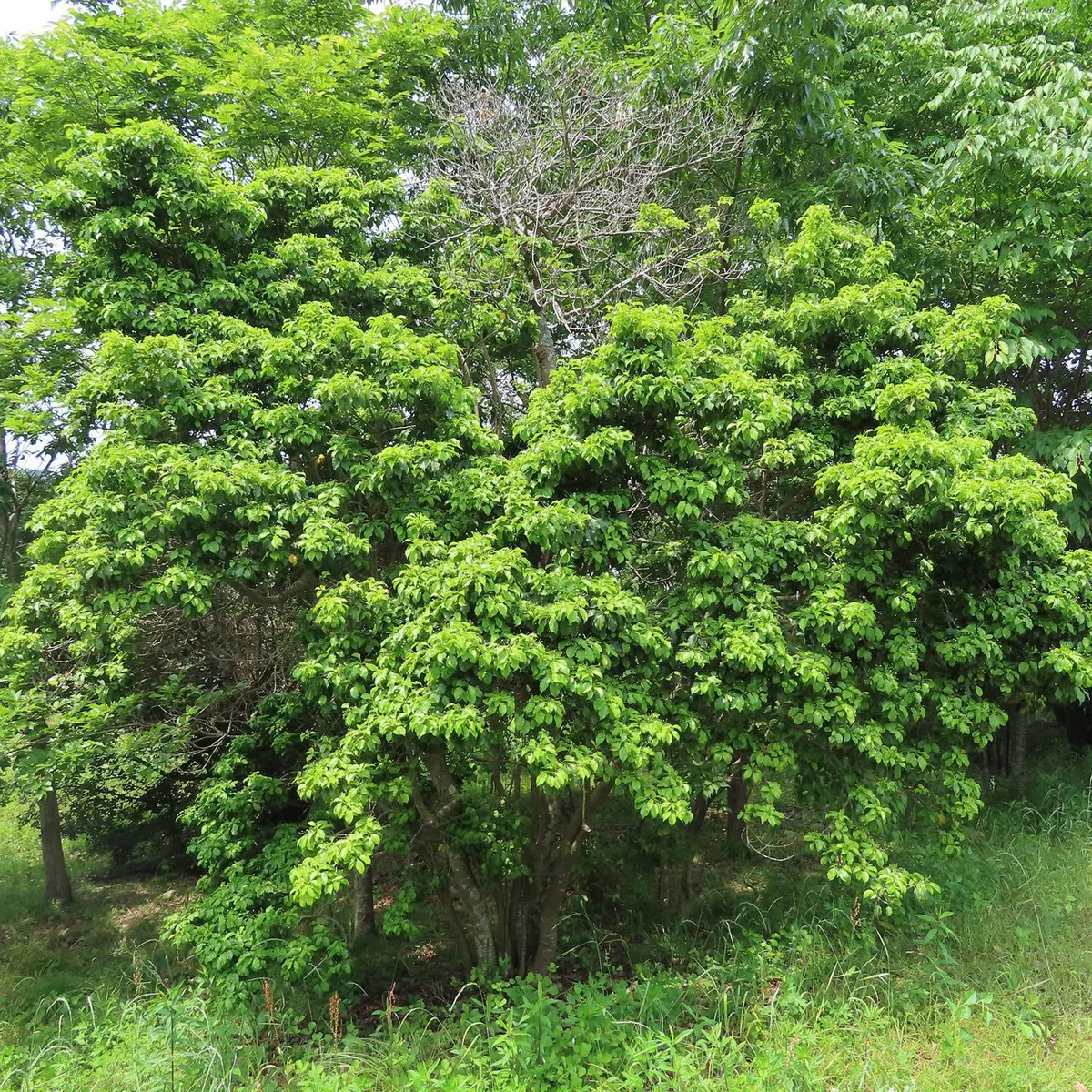 Longstalk Holly (Ilex pedunculosa)