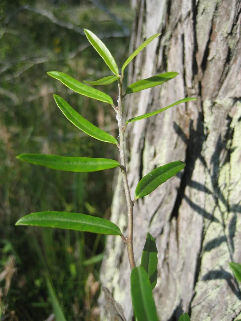 Myrtle Holly (Ilex myrtifolia)