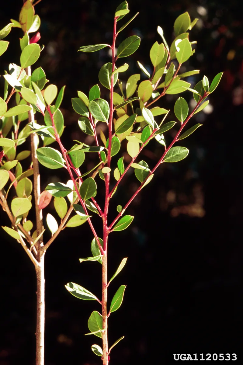 Gallberry Holly (Ilex coriacea)