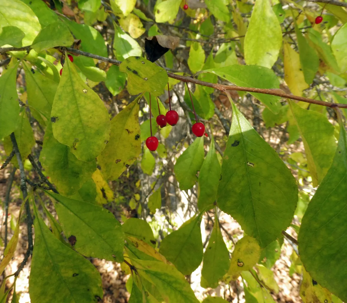 Georgian Holly
