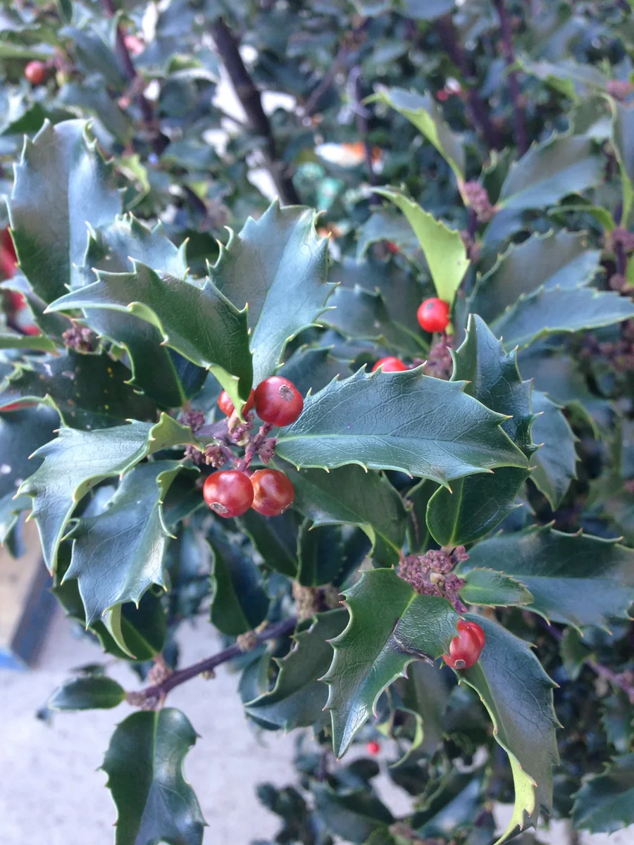 Blue Holly (Ilex meserveae)