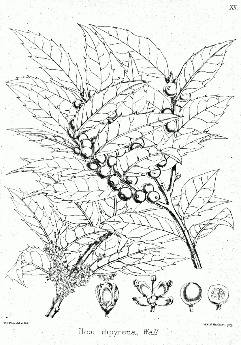 Himalayan Holly (Ilex dipyrena)