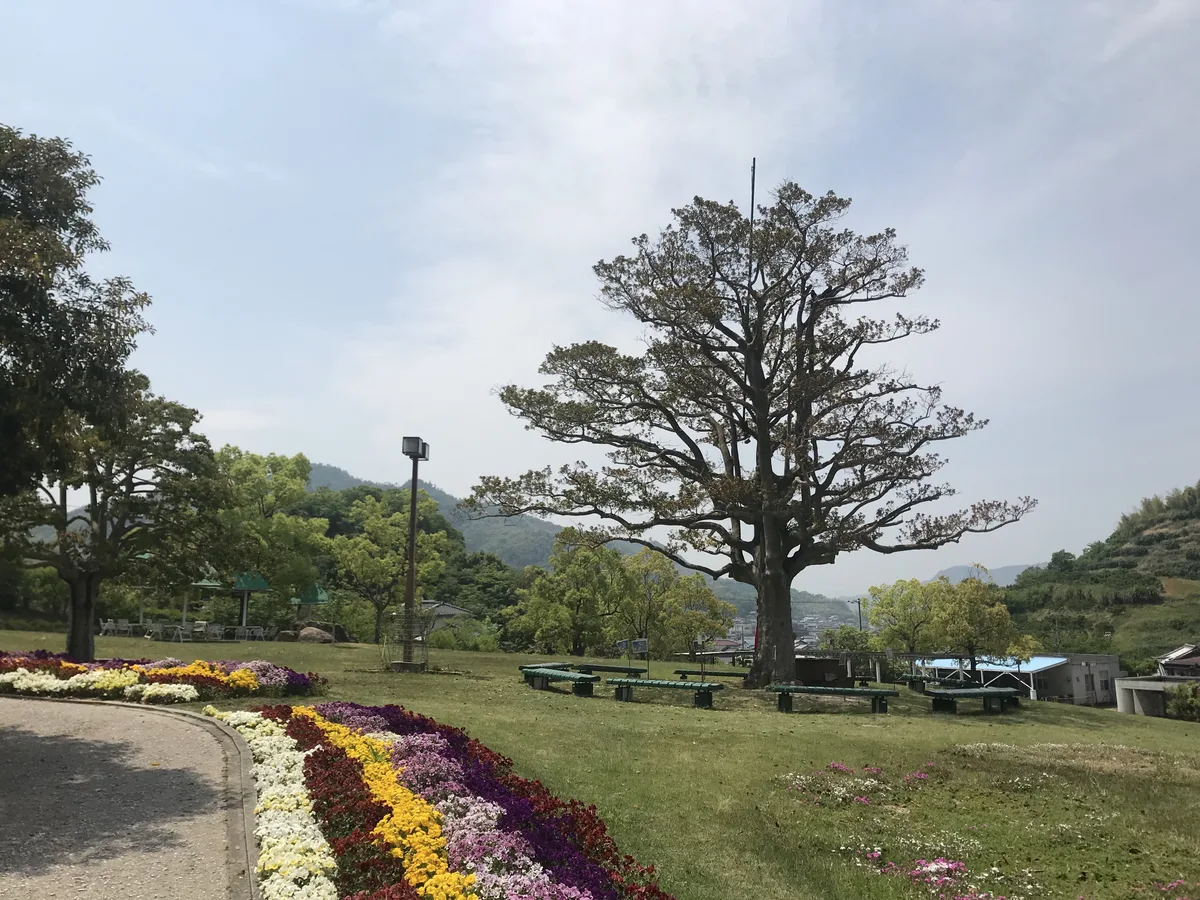 Taiwan Holly