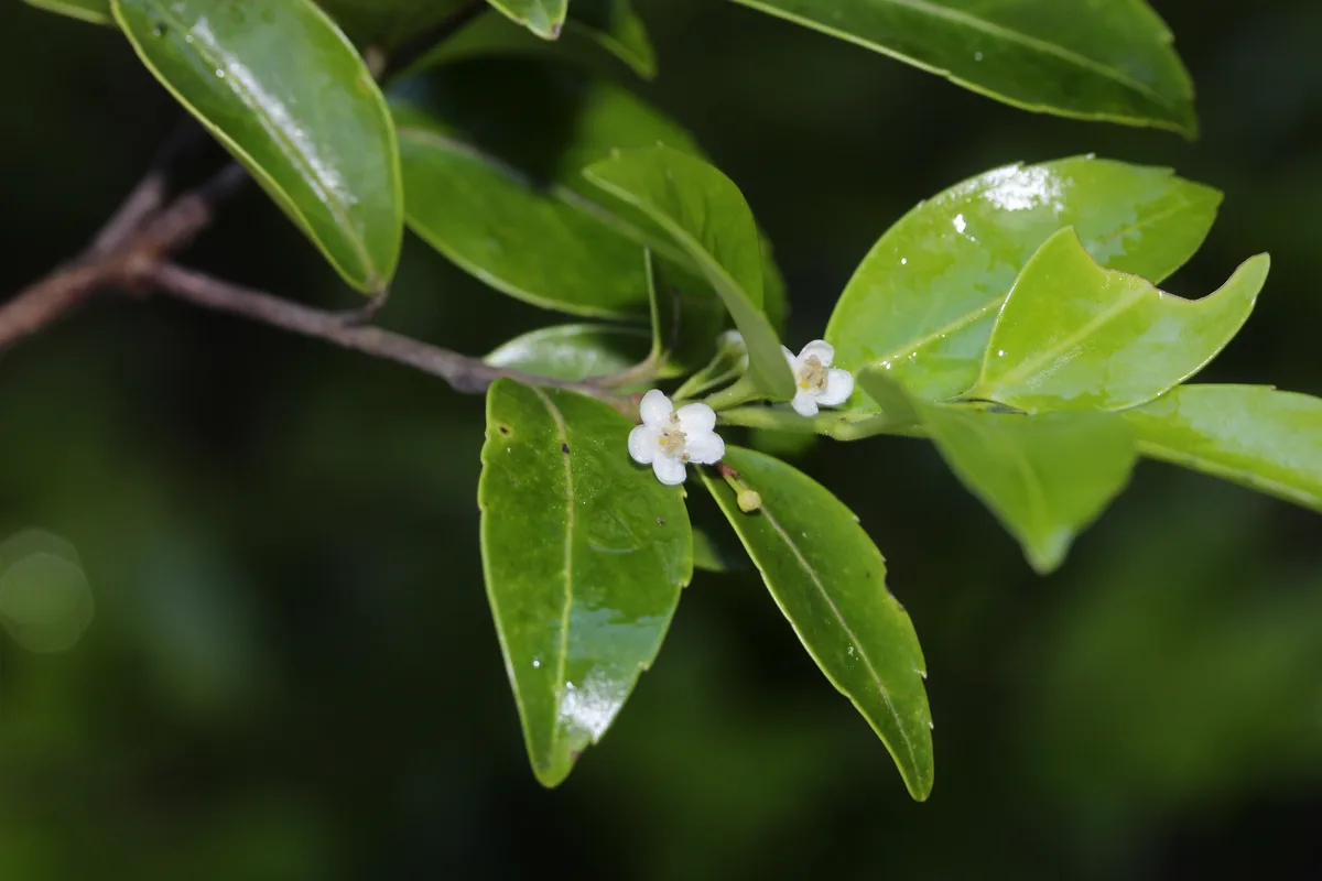 Small Leaf Holly (Ilex sugerokii)
