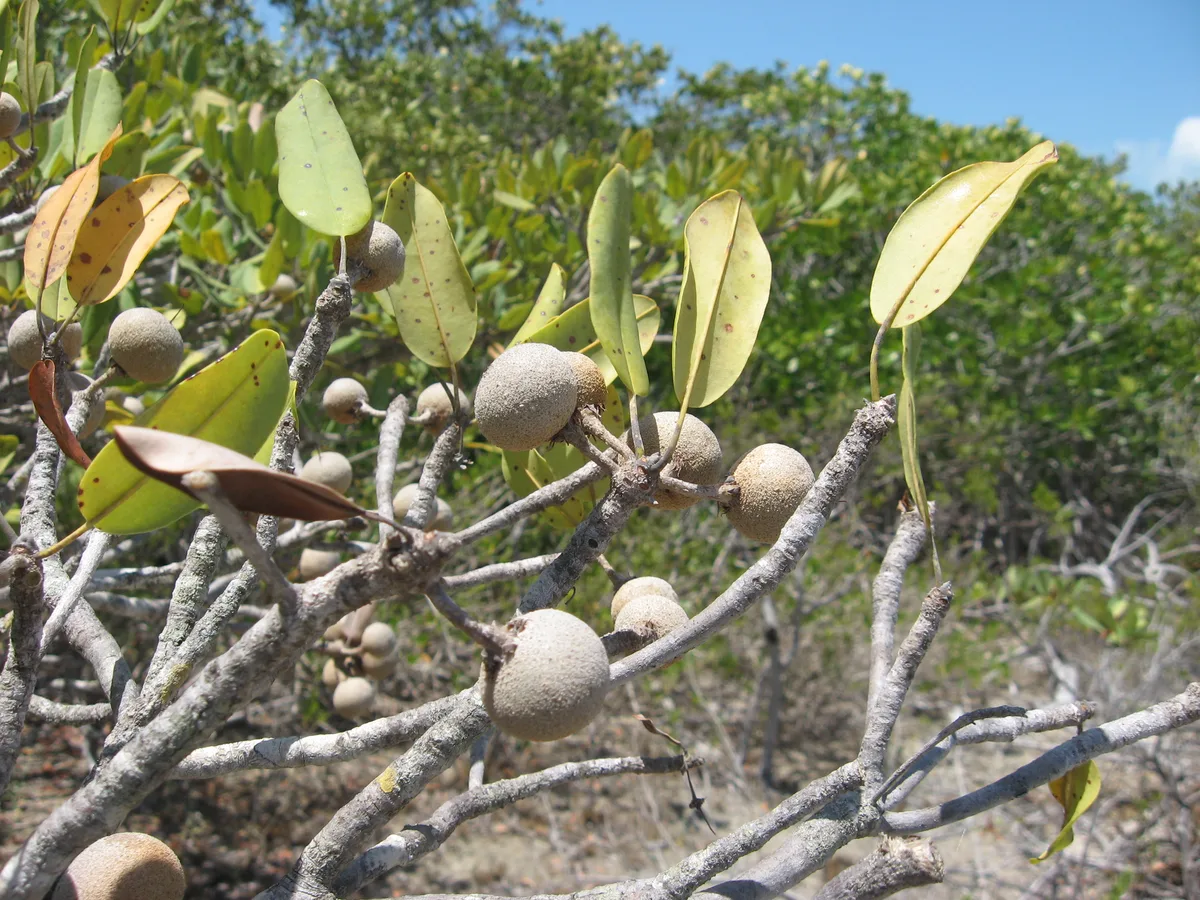 Wild Dilly (Manilkara jaimiqui)