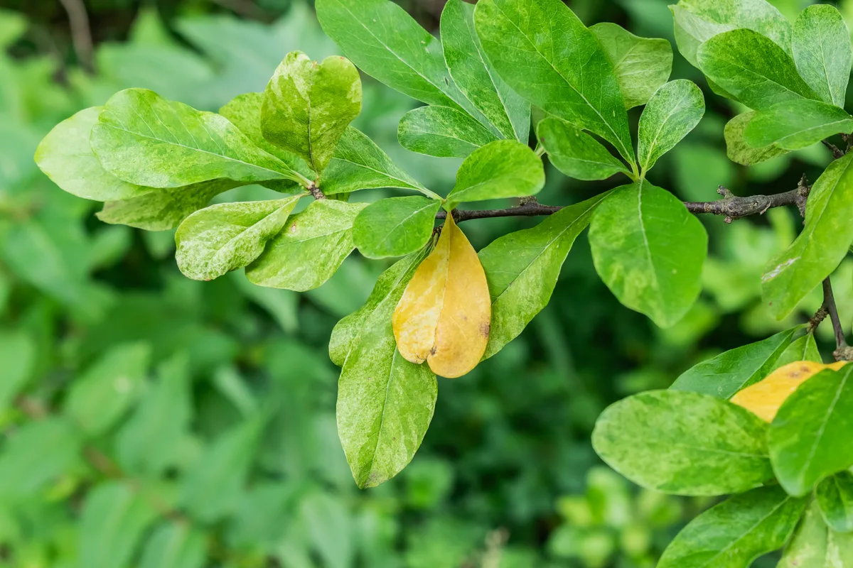 Gum Bumelia