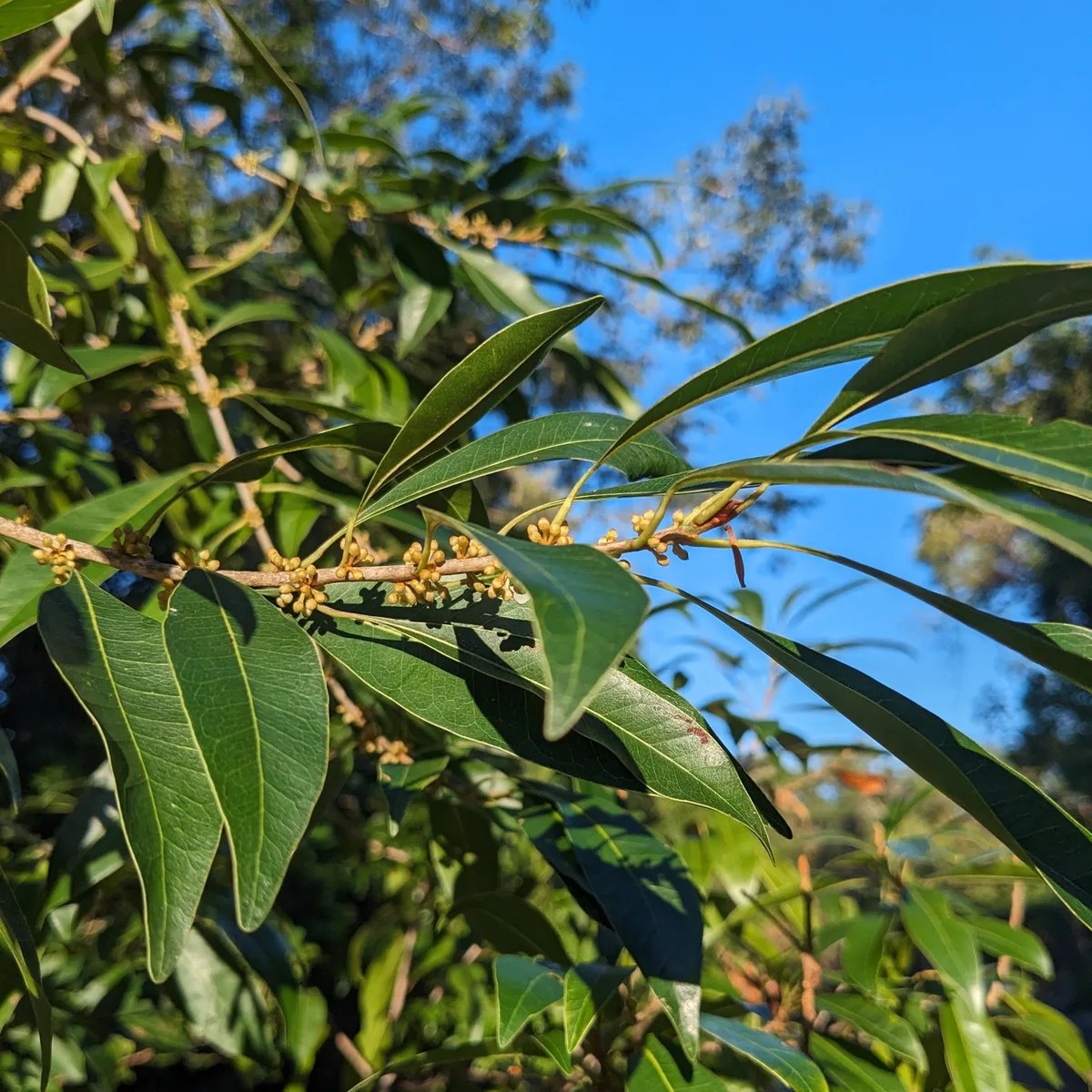 Mastic (Sideroxylon salicifolium)