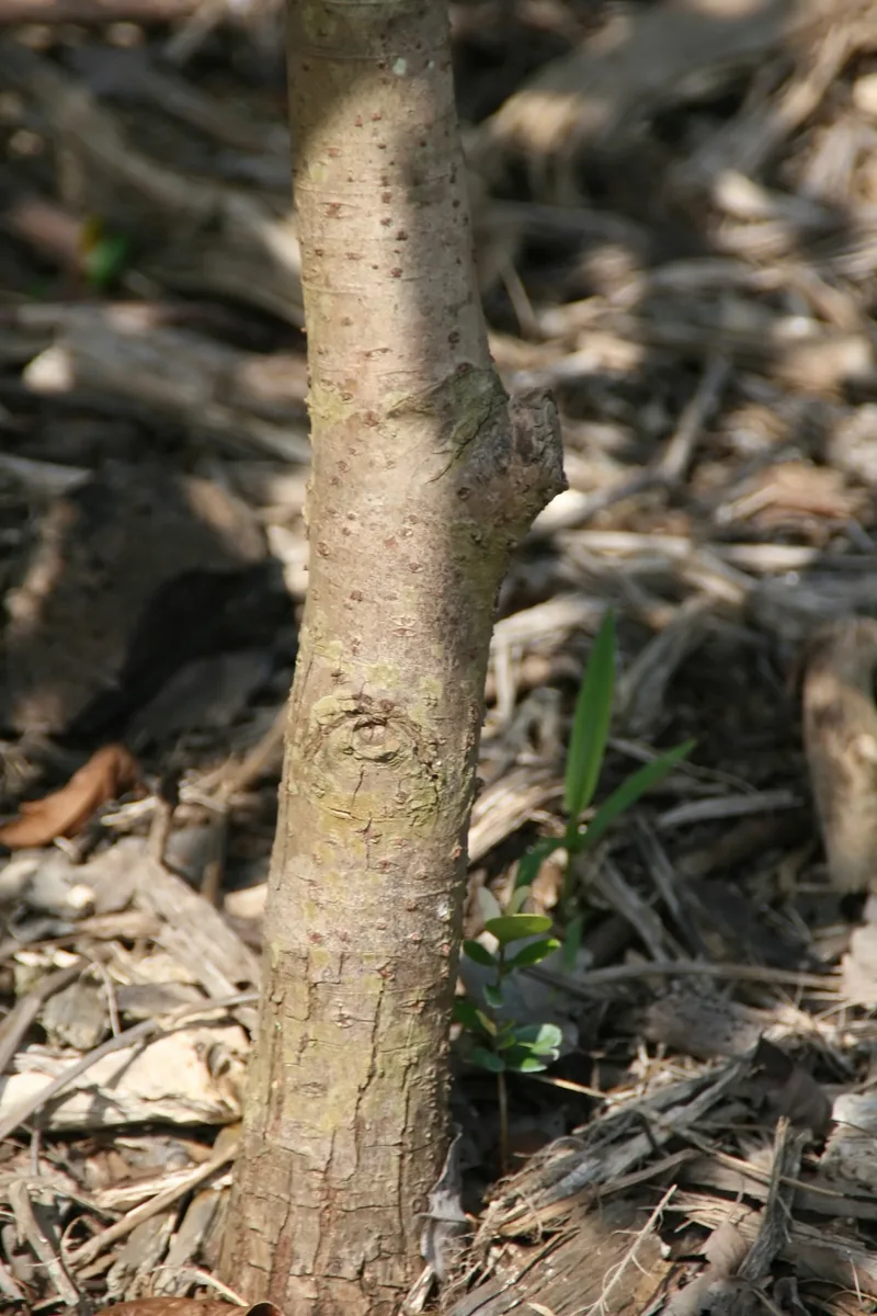 Cream Nut Tree