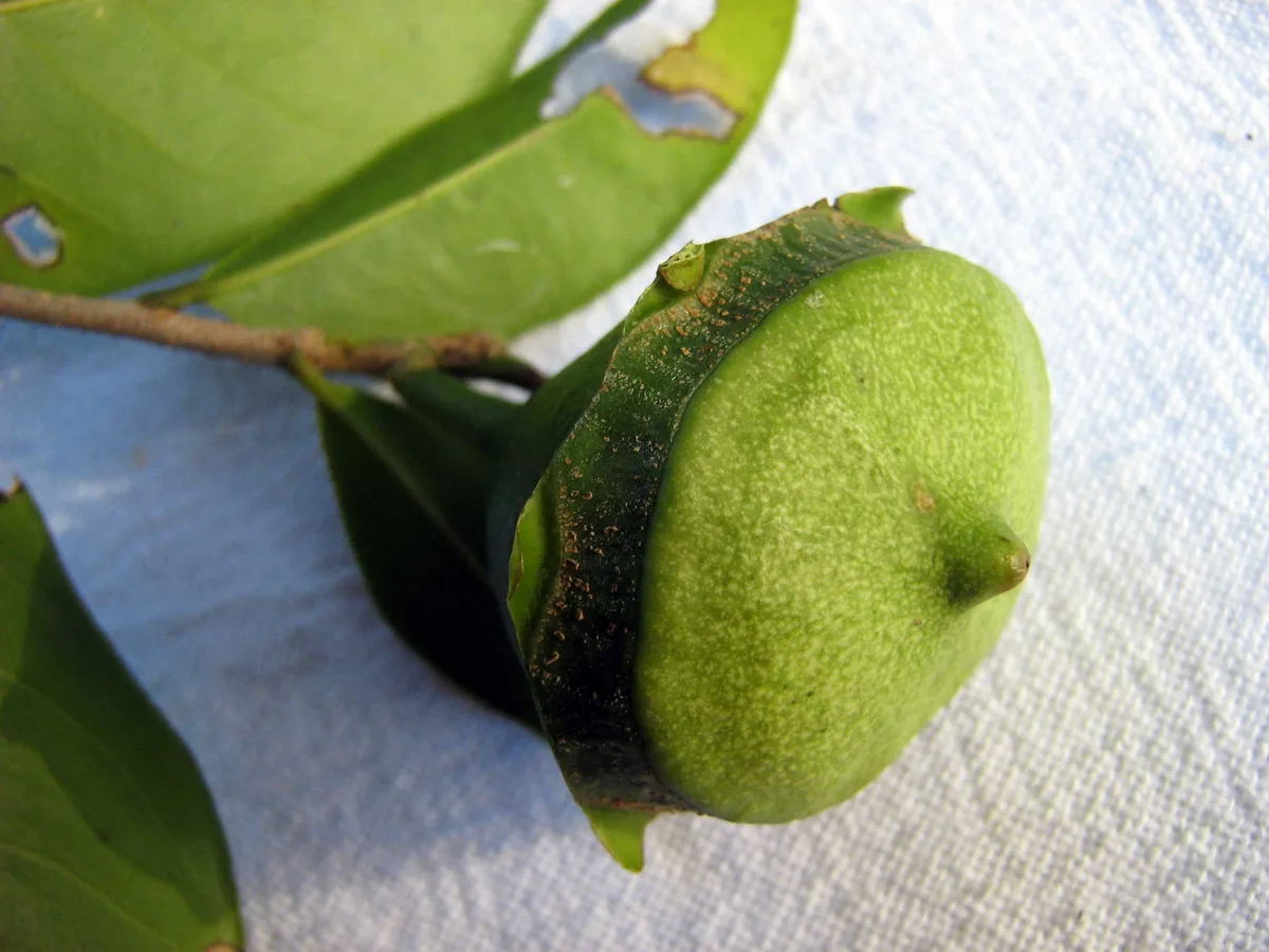 Brazilian Monkey Pot (Eschweilera ovata)