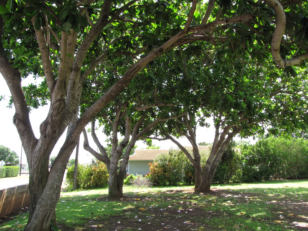 Sea Poison Tree (Barringtonia asiatica)