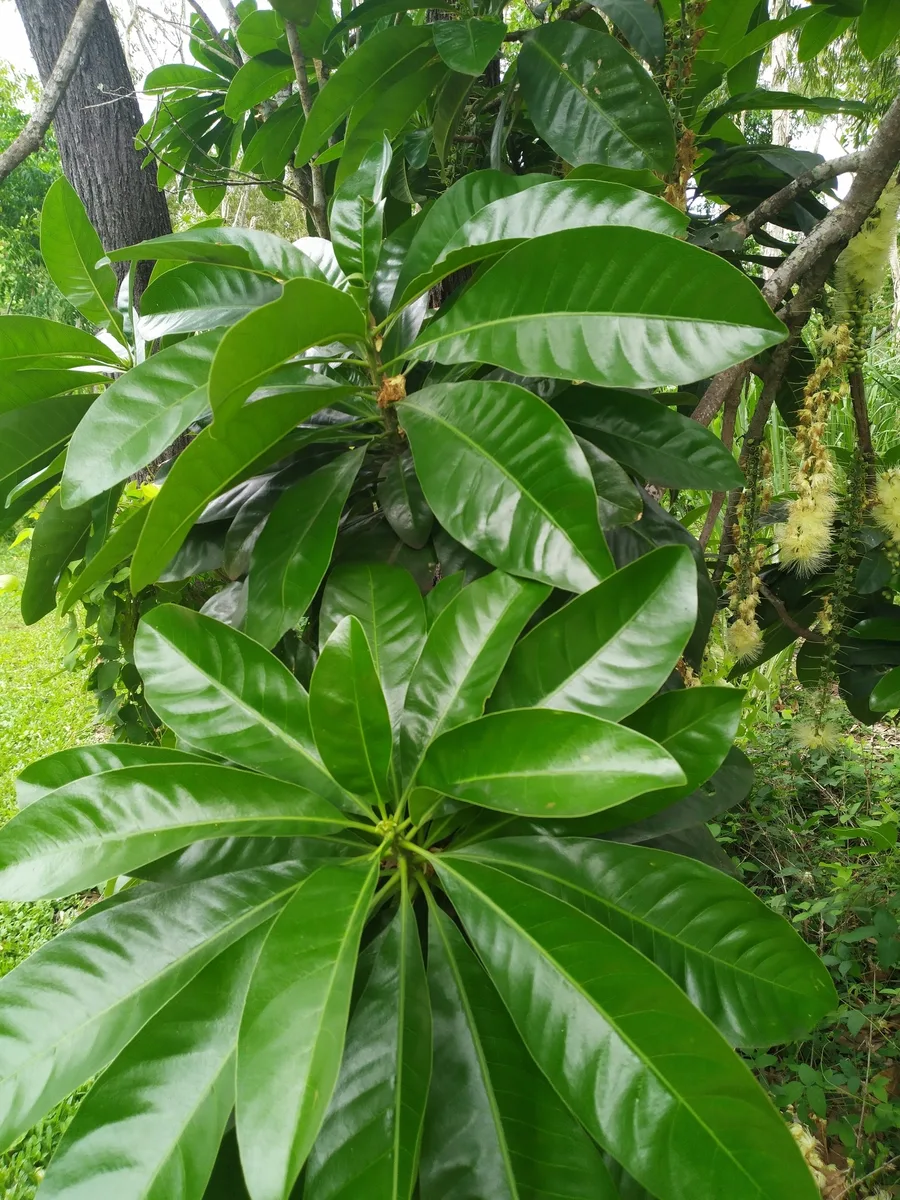 Small Barringtonia (Barringtonia calyptrata)