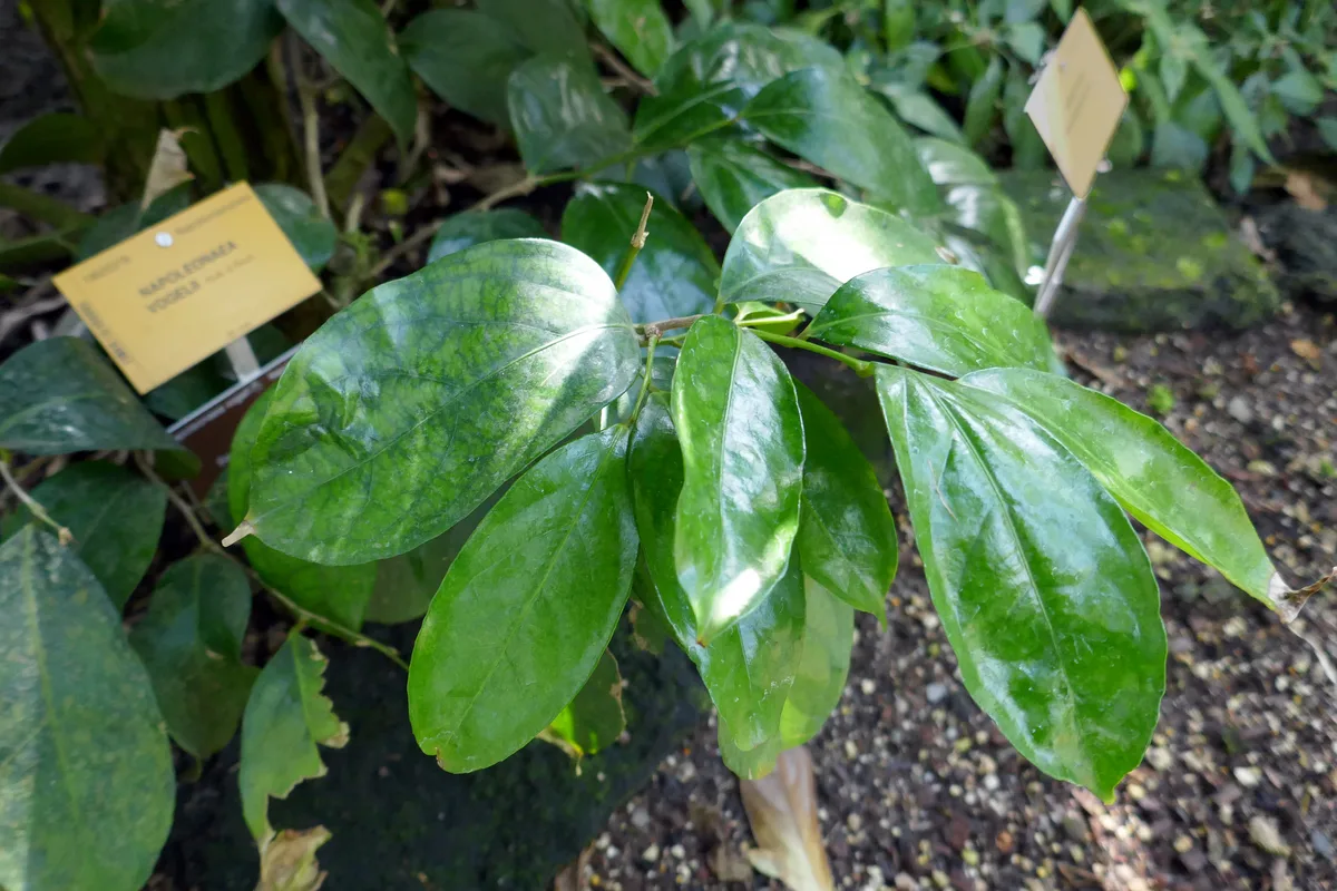 Tropical Boxwood (Napoleonaea vogelii)