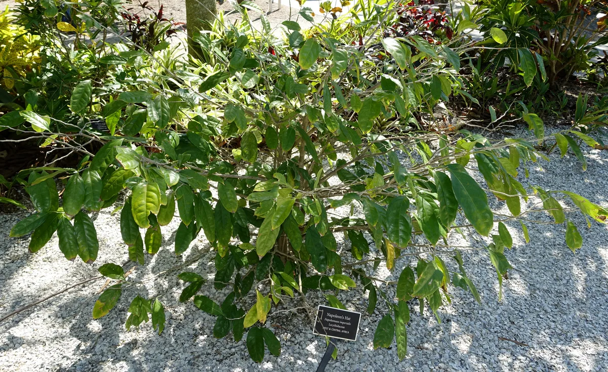 African Napoleon Tree (Napoleonaea imperialis)