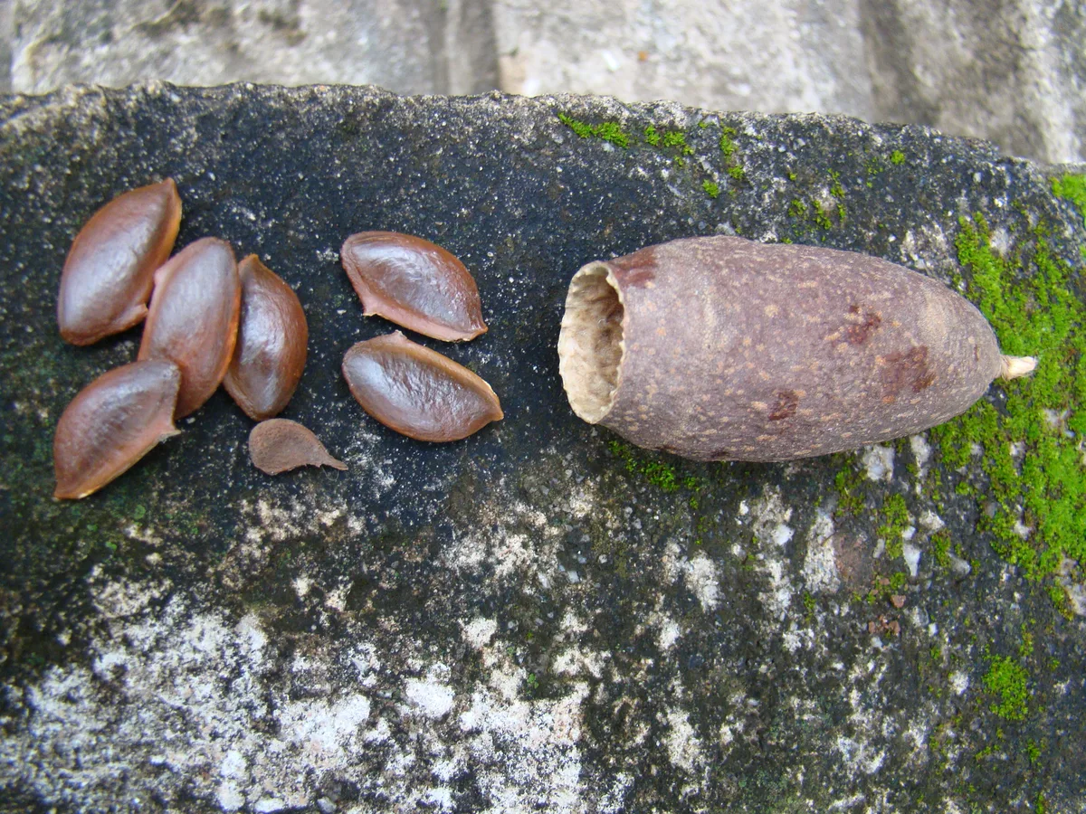 Tropical Lecythis (Cariniana legalis)