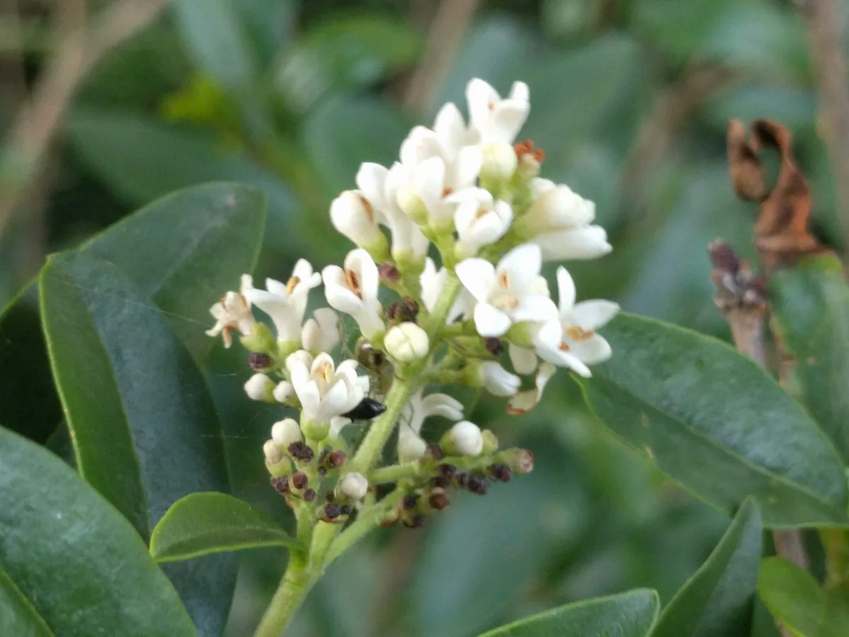 European Privet (Ligustrum vulgare)