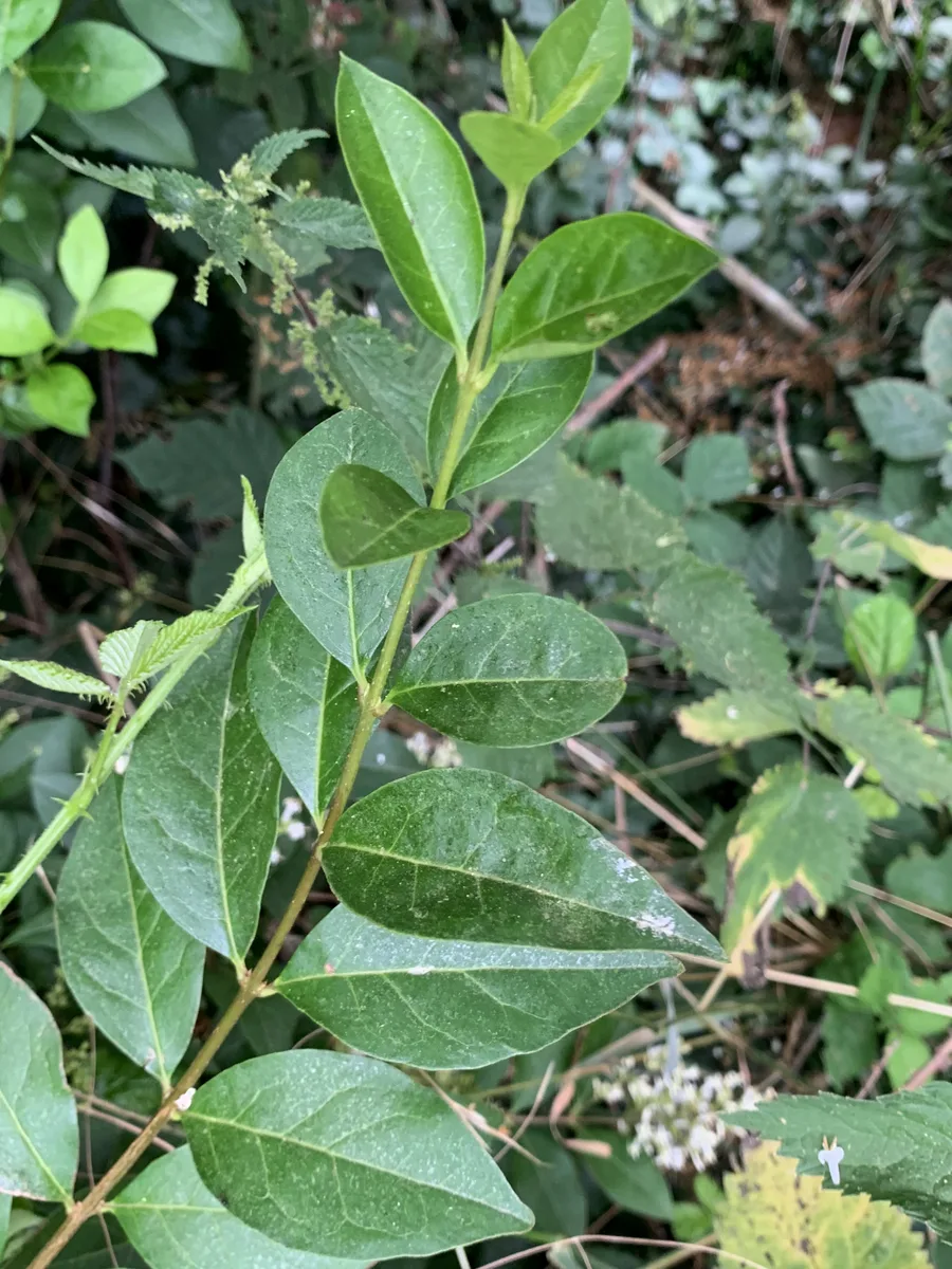 Oval Leaf Privet