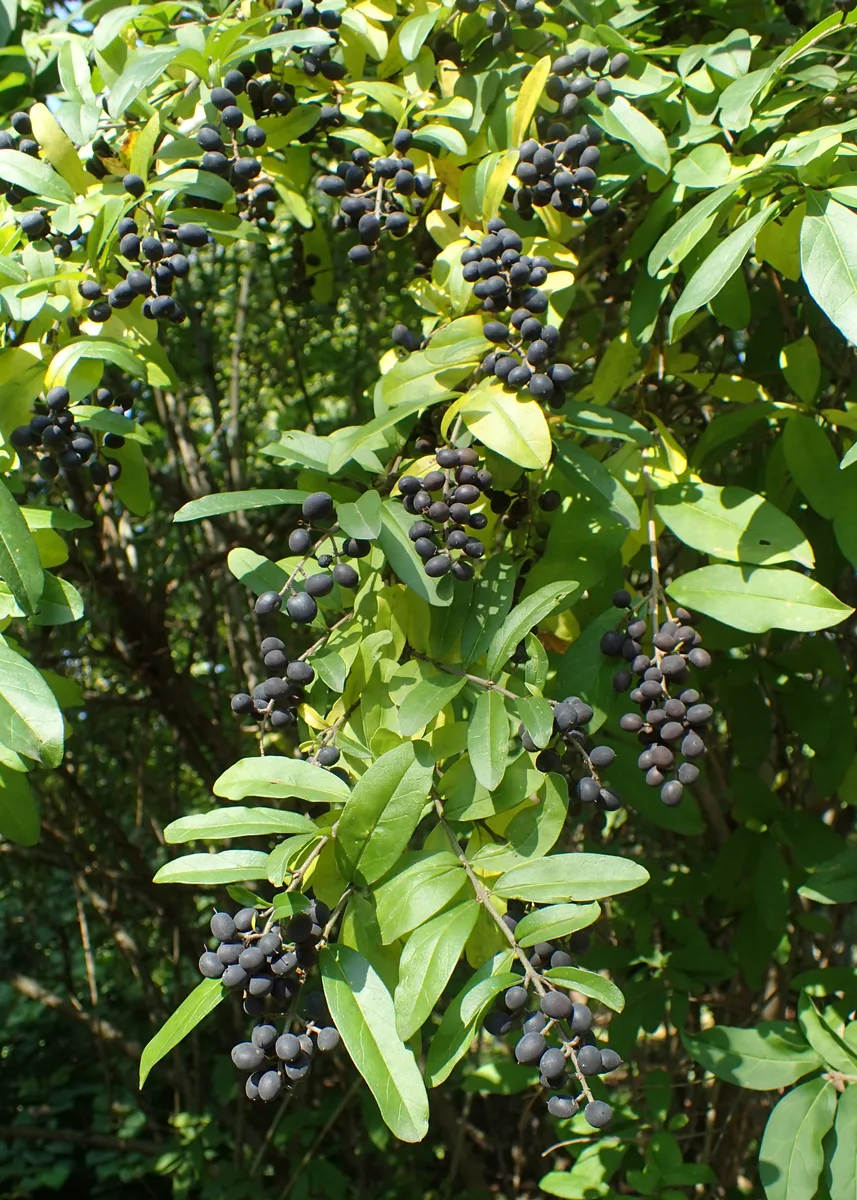 Ibota Privet