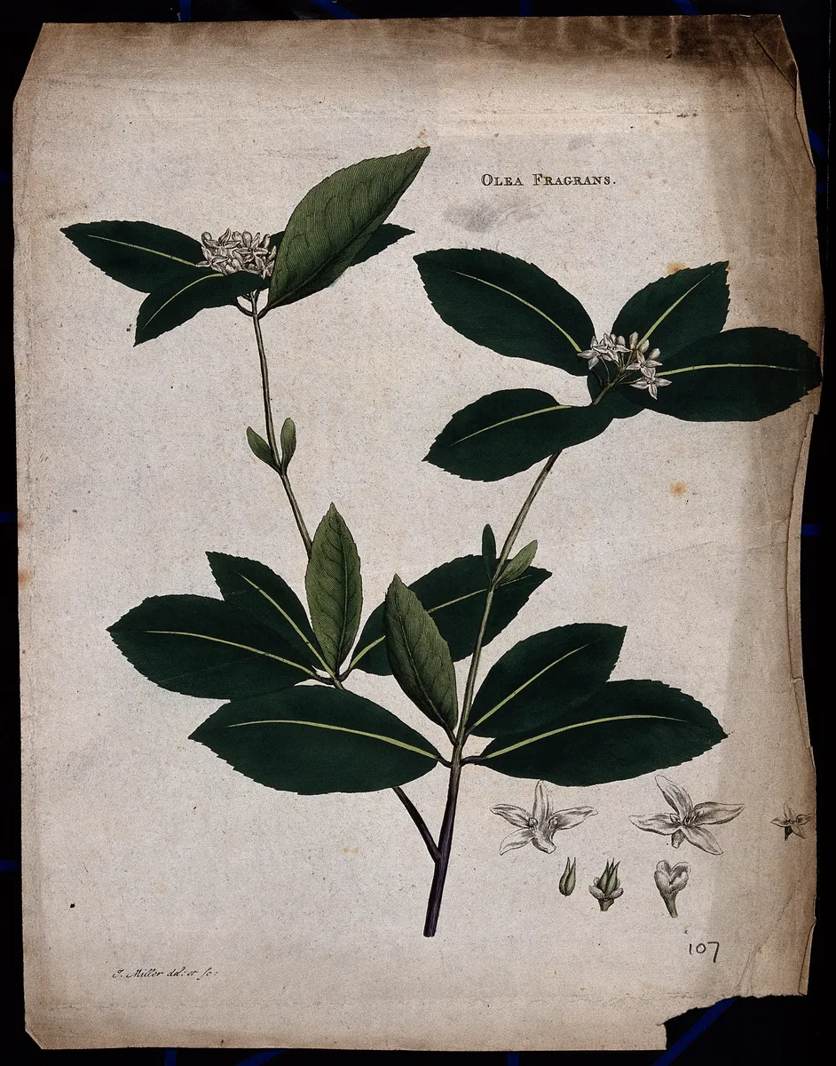 Fragrant Olive (Osmanthus fragrans)