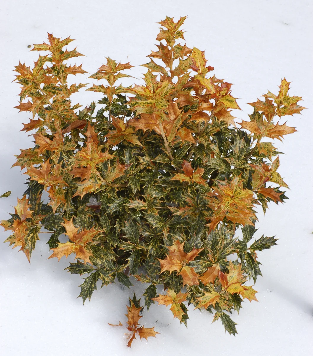 Holly Osmanthus (Osmanthus heterophyllus)