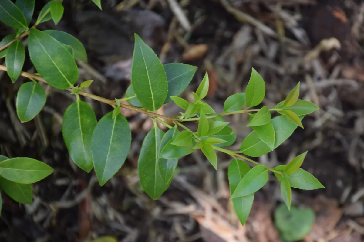 Delavay Osmanthus (Osmanthus delavayi)