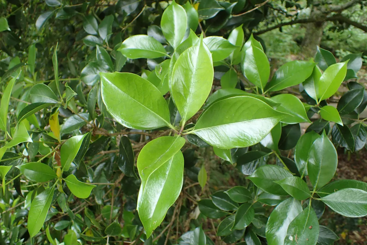 Fortune Osmanthus (Osmanthus fortunei)