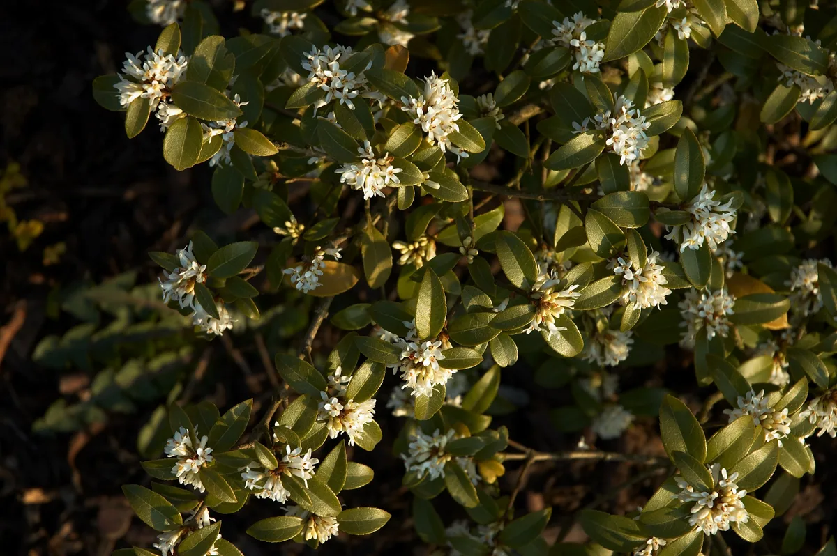 Burkwood Osmanthus (Osmanthus burkwoodii)