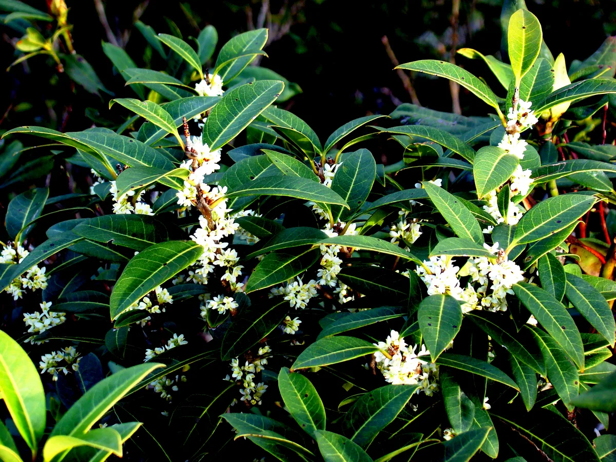 Leatherleaf Osmanthus (Osmanthus decorus)