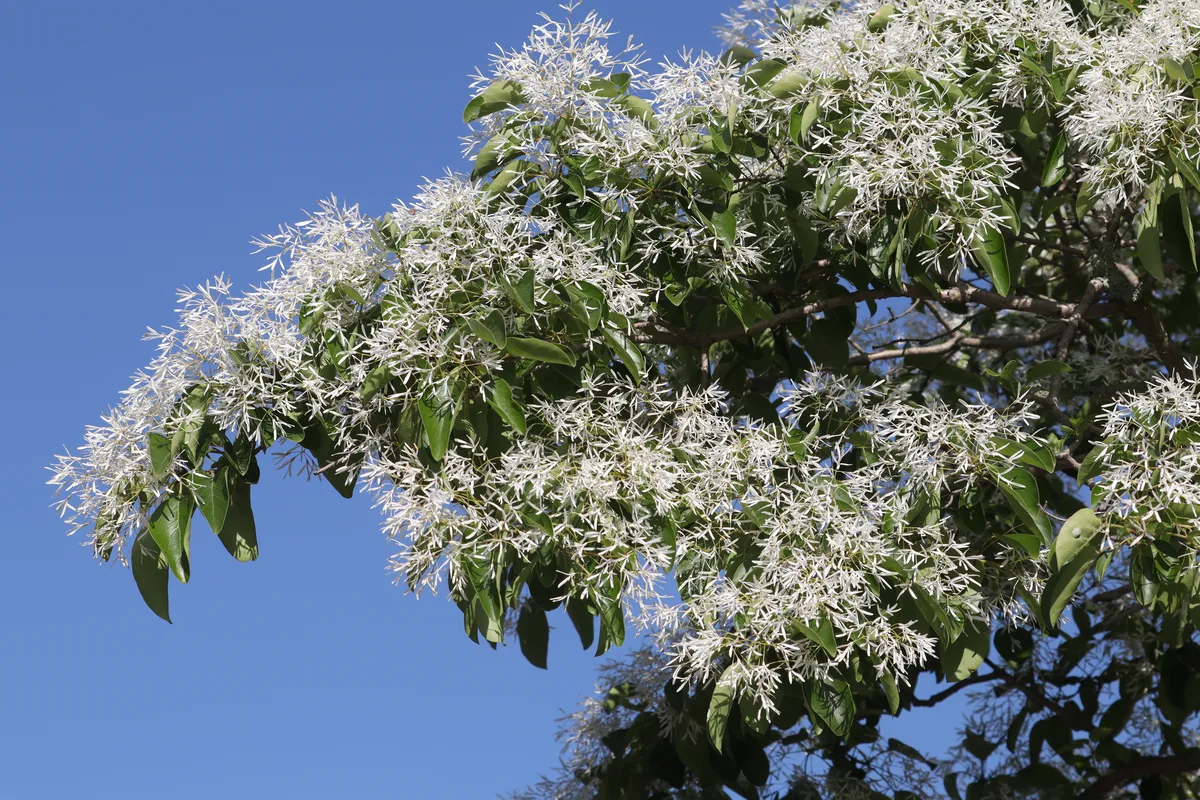 Chinese Fringe Tree (Chionanthus retusus)