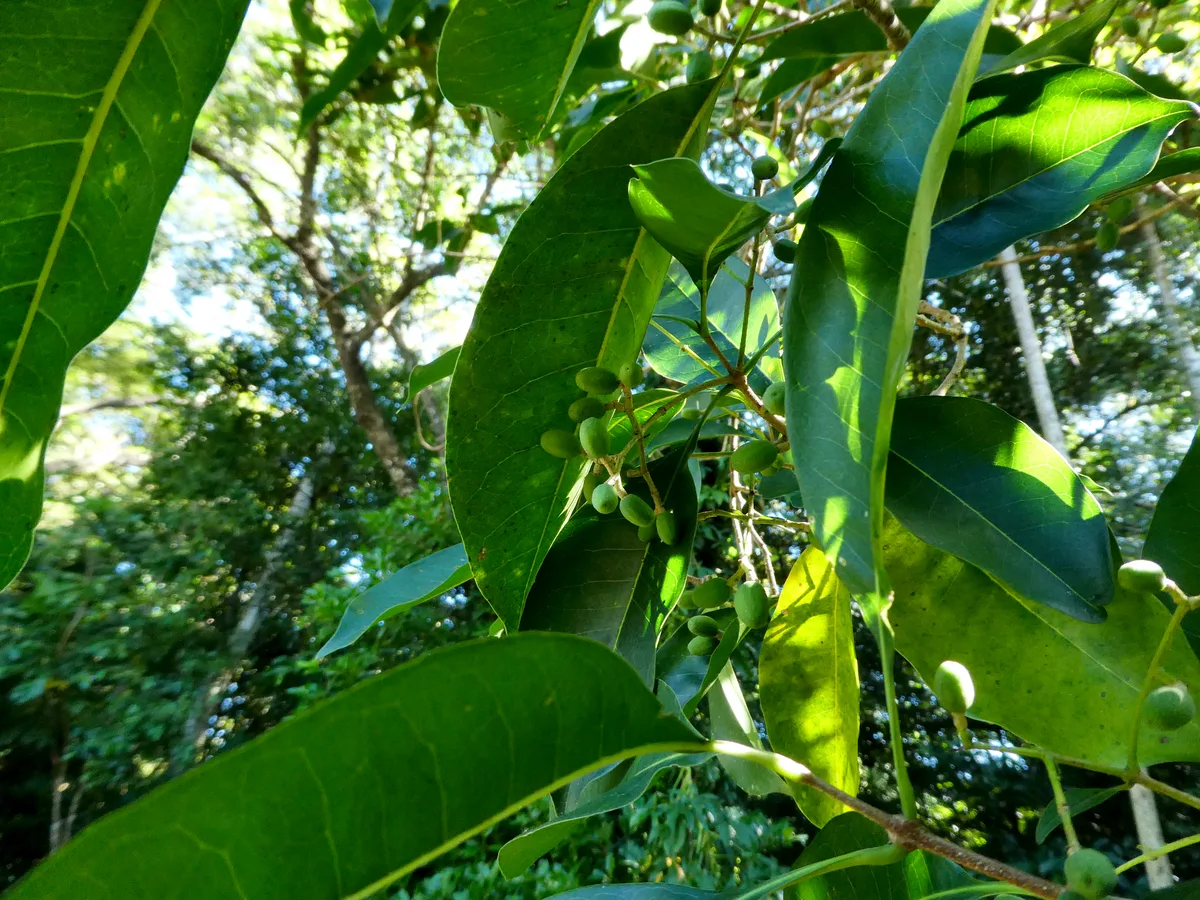 Himalayan Fringe Tree (Chionanthus ramiflorus)