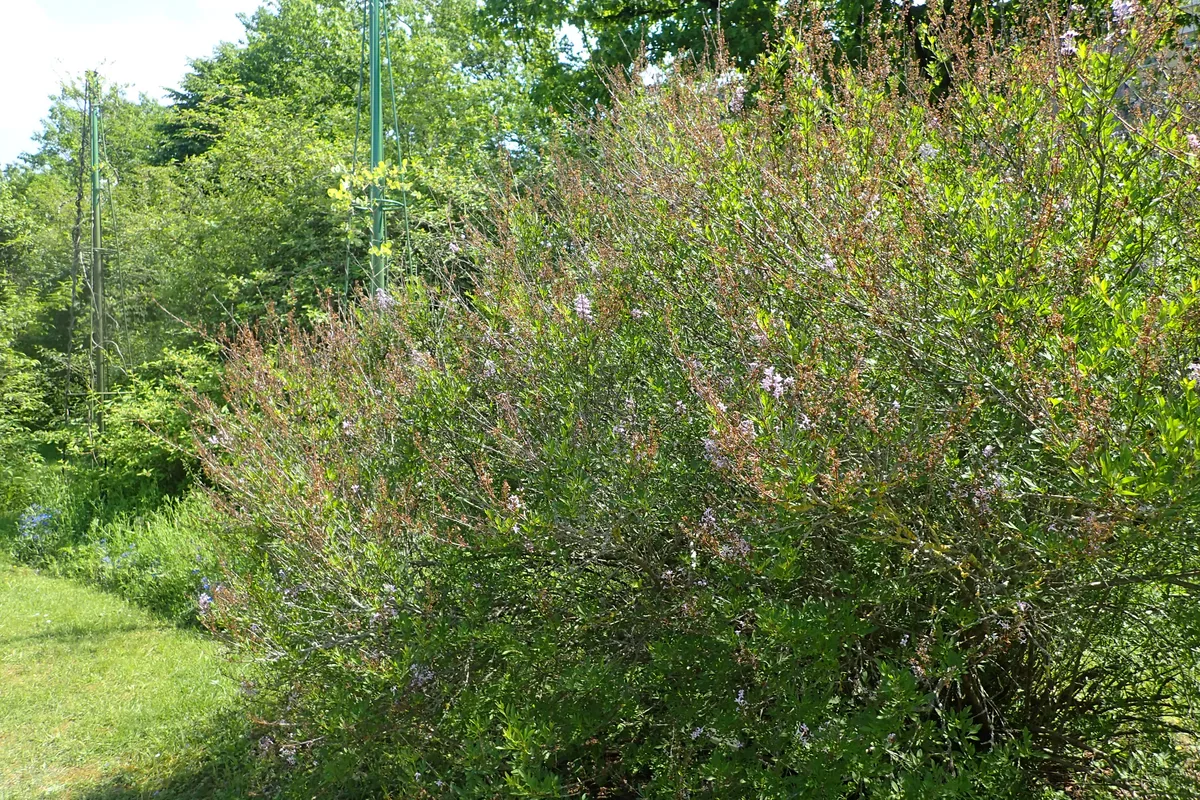 Persian Lilac (Syringa persica)