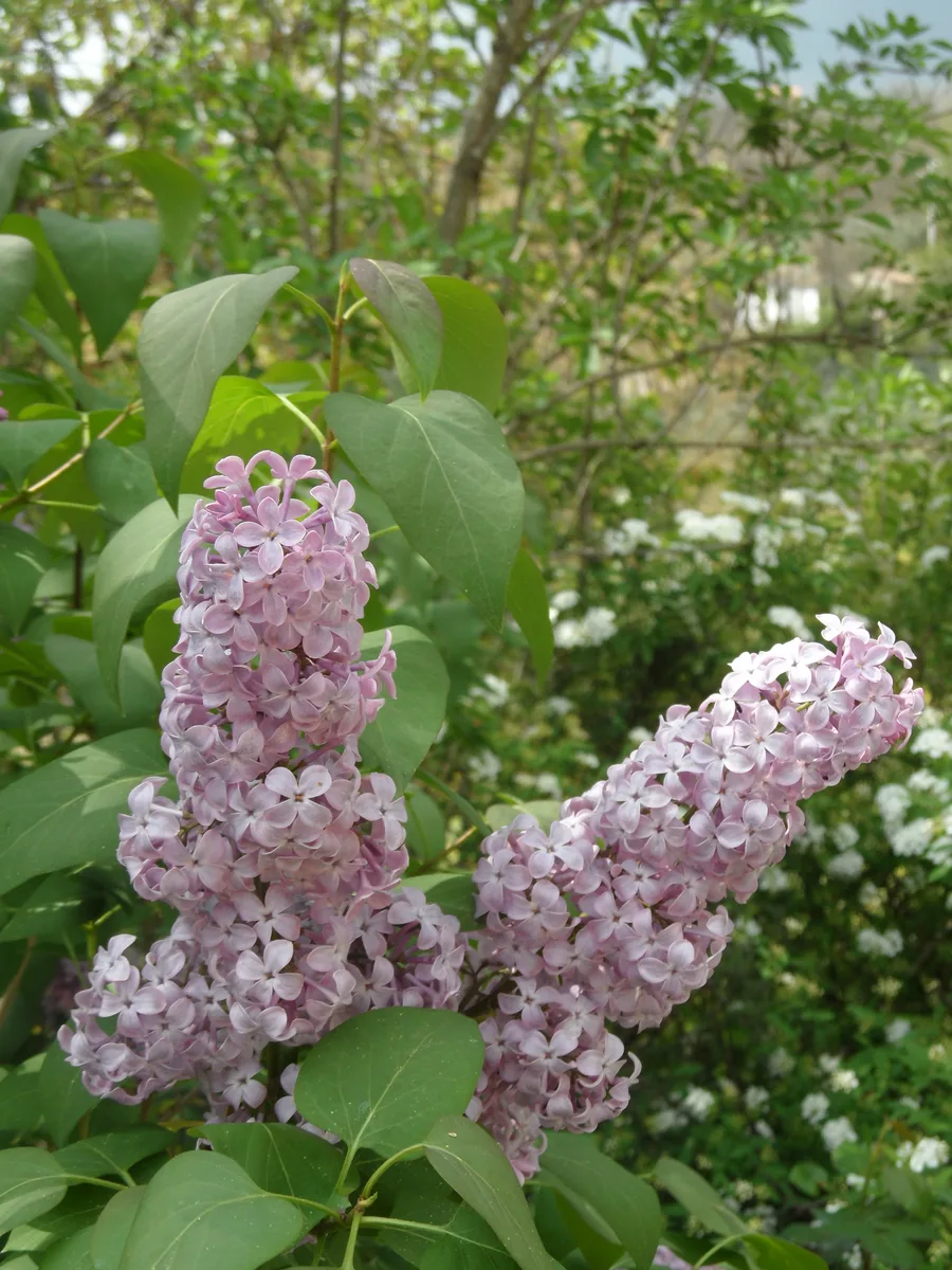 Early Lilac (Syringa oblata)