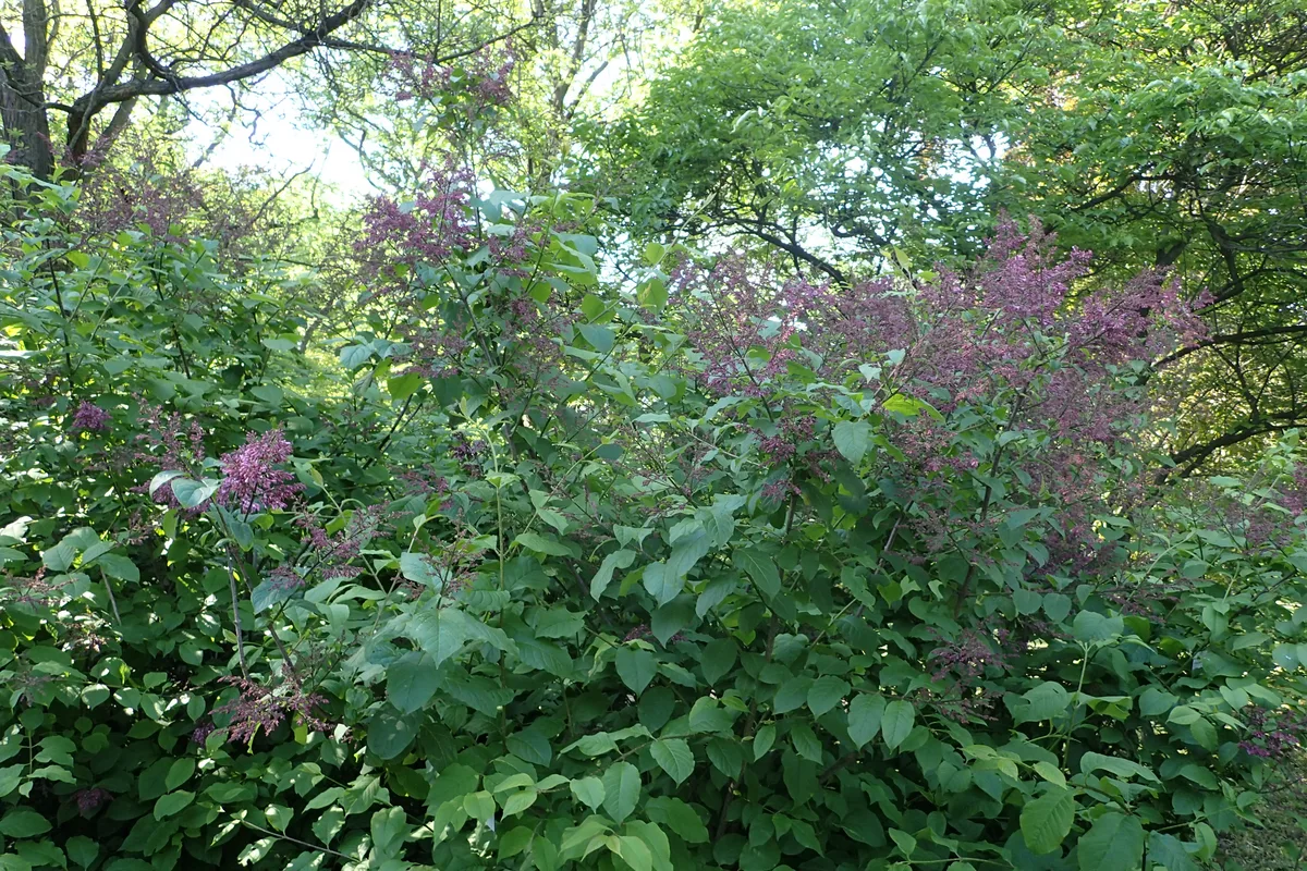 Preston Lilac (Syringa prestoniae)