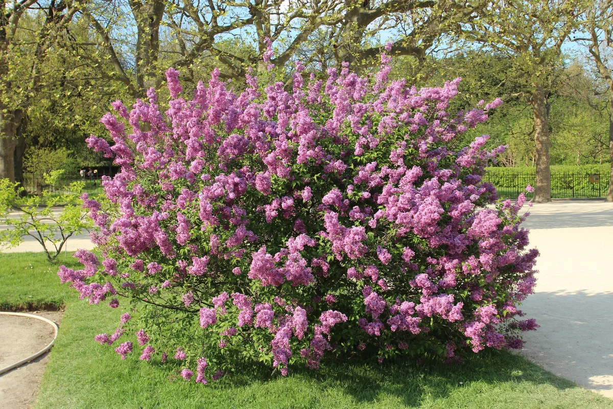 Chinese Lilac (Syringa chinensis)