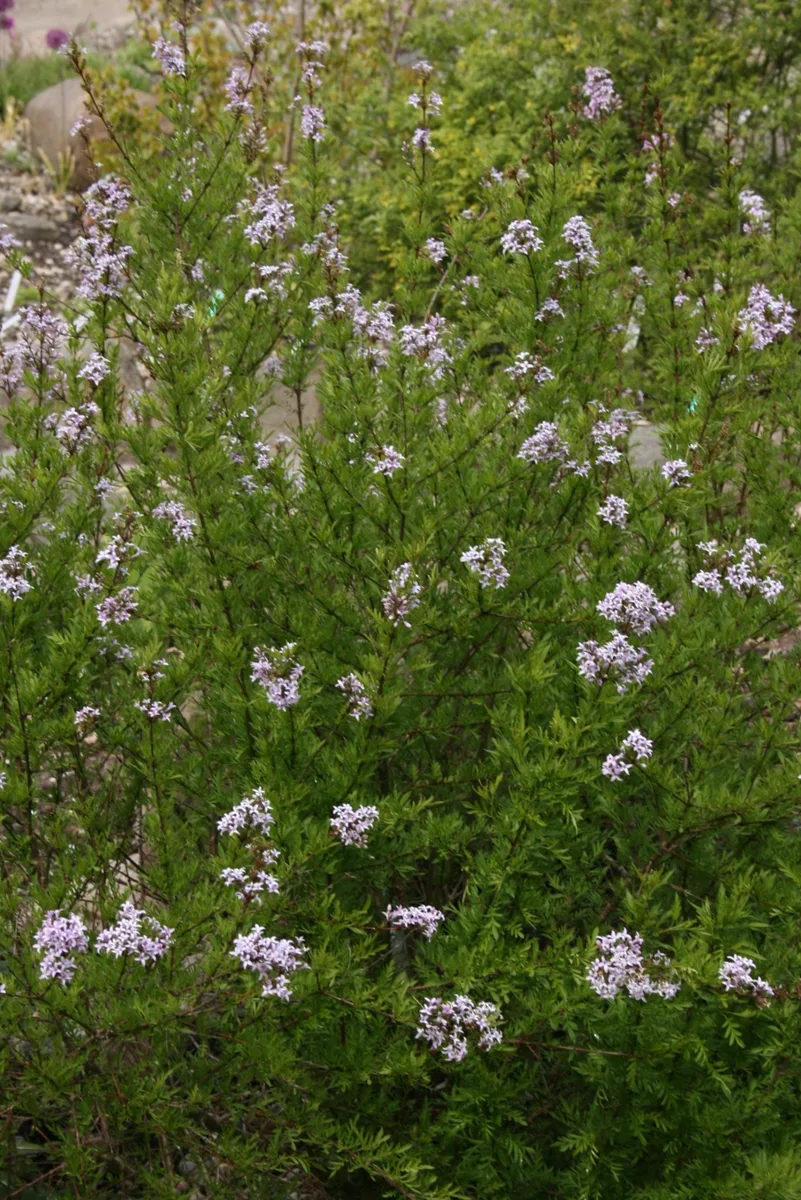 Afghan Lilac (Syringa afghanica)